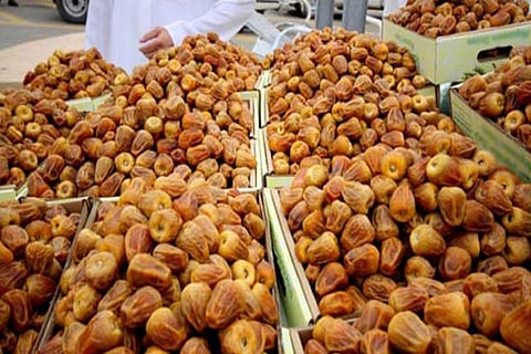 2.5 مليون نخلة.. مصر تنشئ أكبر مزرعة تمور في العالم