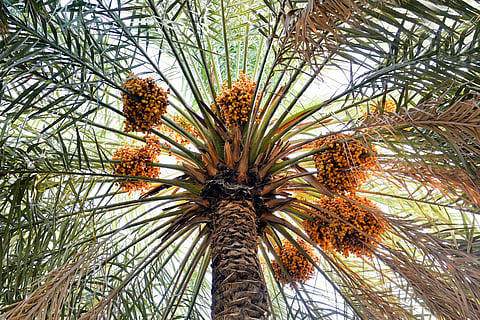 أرامكو تنشئ مركزًا لمشتقات التمور بالأحساء