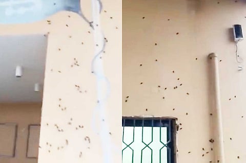 "هجوم صرصور الليل" يطيح بمدير ثانوية الطلعة من منصبه