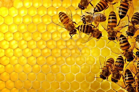 باحثون يكشفون لغز الشكل السداسي لخلية النحل