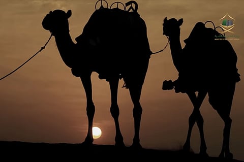 بالفيديو.. عودة الإبل لنقل ضيوف الرحمن من مكة إلى المدينة