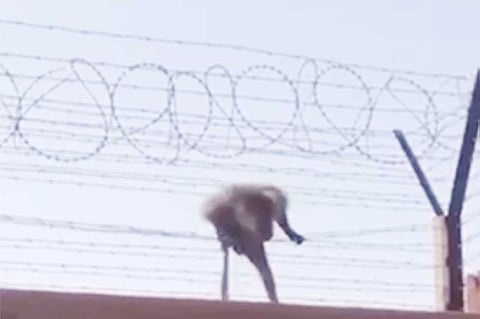 بالفيديو.. طالبات جامعة بيشة يطالبن بحل يمنع تسلّل القرود