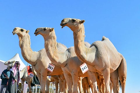 «النايلة» تتوج بالمركز الأول بفرديات الجل للون الشقح