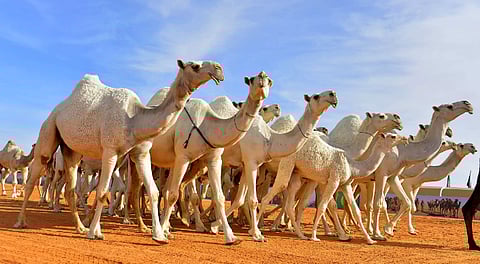 إغلاق سوق الإبل في وادي الدواسر بسبب كورونا