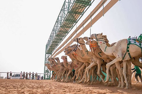 تعرَّف على أول سعودية تشارك في مضمار سباقات الهجن