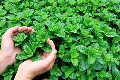 النمر يكشف حالات تأثير النعناع على هرمون الذكورة