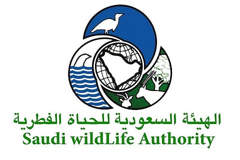 «الحياة الفطرية» تحتجز شخصًا في مكة لحيازته أسلحة صيد محظورة