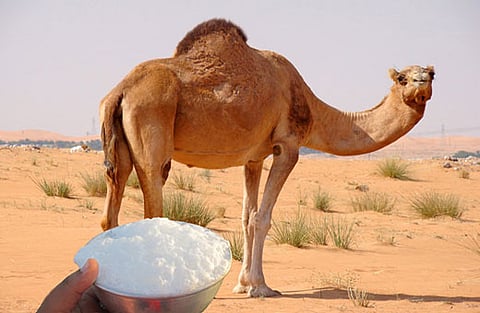 «النمر» يوضح علاقة حليب الإبل بالتحكم في السكري والكولسترول