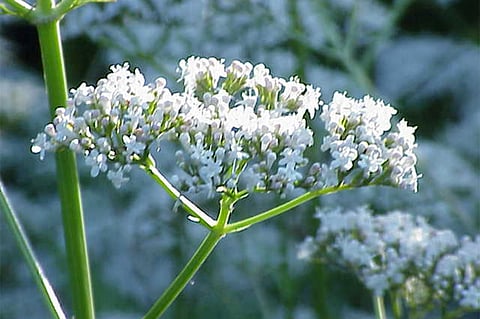 3 وسائل لمواجهة الاضطراب النفسي بينها نبات الناردين