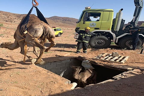 إنقاذ جمال سائبة سقطت داخل خزان أرضي في تبوك