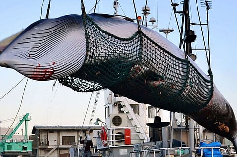 اليابان تعود لصيد الحيتان بعد توقف 30 عامًا