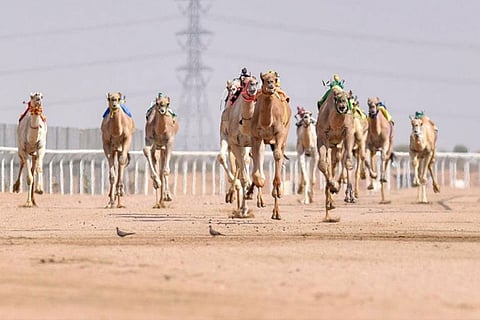 «مشاركة فرنسية» تمنح مهرجان ولي العهد للهجن صبغةً دولية