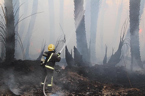 بالصور.. مدني سكاكا يخمد حريقًا التهم 80 نخلة بـ4 مزارع