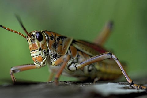 اكتشاف نوع من الجراد آكل اللحوم في تركيا
