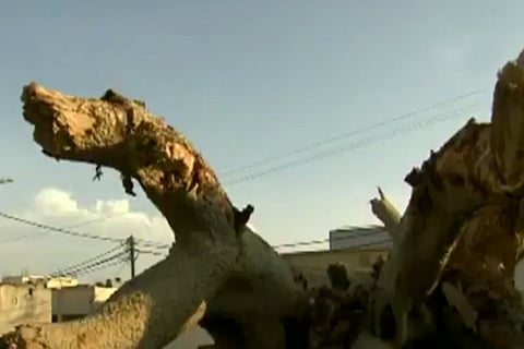 بالفيديو.. سقوط شجرة «رقعة» معمرة بالباحة يثير شجن الأهالي