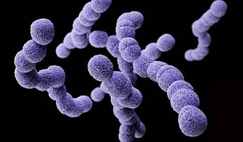 علماء يسخِّرون «البكتريا» لتعزيز الصحة العامة للبشر