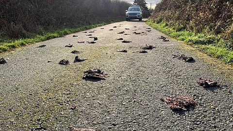 الشرطة تحقِّق في وفاة مئات من طيور الزرزور في ويلز