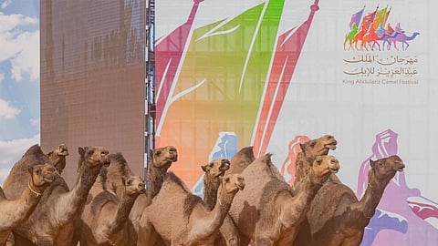 20 منقية «مجاهيم» و«صفر» تستعرض أمام لجنة تحكيم مهرجان الملك عبدالعزيز للإبل اليوم