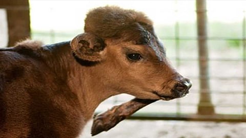 عجل بقدم خامسة يثير دهشة رواد التواصل الاجتماعي