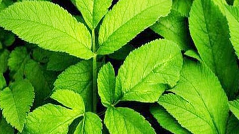 3 طرق لاستخدام أوراق النعناع من أجل إنقاص الوزن