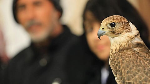 بالصور.. «مهرجان الصقور».. ملتقى الصقارين بالمملكة ودول الخليج