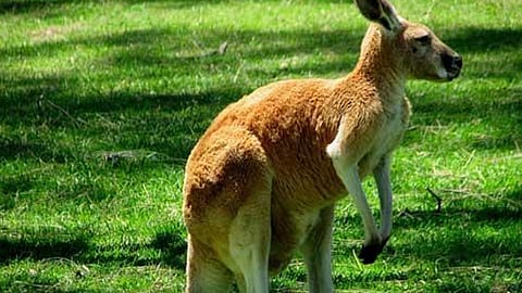 الكنغر يحتل شوارع أستراليا نتيجة لتدابير الإغلاق العام