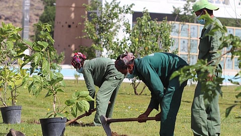 بالصور.. زراعة أشجار الفواكه بحدائق وميادين الطائف