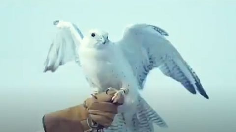 بالفيديو.. عروض للصقور في فعاليات صيف عسير 2020