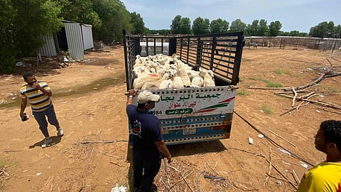 جمعية جازان توزع 250 أضحية تحت شعار «فرحة يتيم بأضحيته»