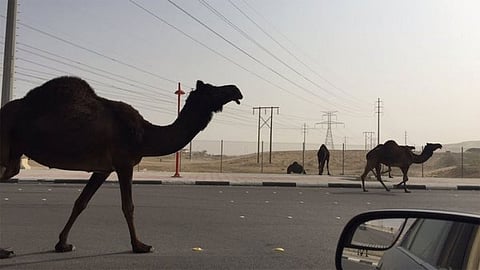 المرور يذكر أصحاب «الإبل السائبة» بالغرامة المقررة على المخالفين