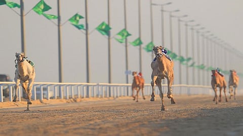 اتحاد الهجن يضع الرتوش النهائية على استضافة «سباق رماح»
