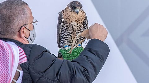 بالصور.. مهرجان الملك عبدالعزيز للصقور يقيم 10 أشواط لملواح الدوليين