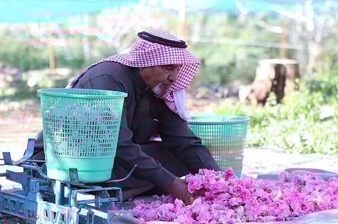 بالصور.. انطلاق موسم قطاف الورد الطائفي