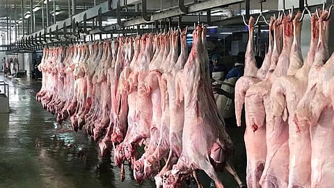 استقبال 44 ألف ذبيحة خلال 28 يومًا بمسالخ أمانة جدة