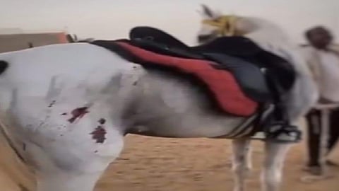 القبض على مواطن تباهى بالاعتداء على خيلٍ وأحدث إصابات بجسمه في جدة