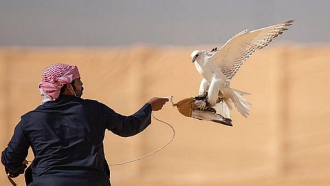 برنامج «هدهد» يُحيي أعشاش الصقور فوق جبال المملكة