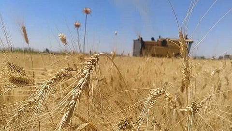تراجع إنتاج القمح في شمال سوريا