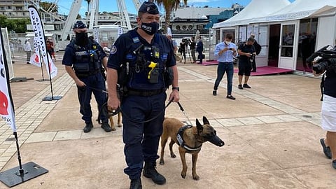 فرنسا تستعين بالكلاب للكشف عن إصابات كورونا في مهرجان كان