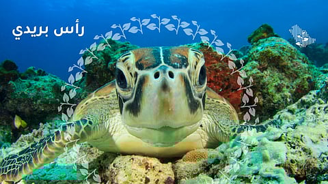 رأس بريدي.. سلاحف بحرية تعود لمكان ولادتها بعد 30 عامًا
