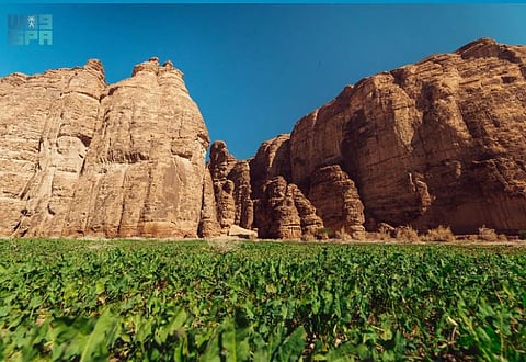 Royal Commission for AlUla Plants 500,000 Trees and Shrubs, in Line with Saudi Green Initiative Goals