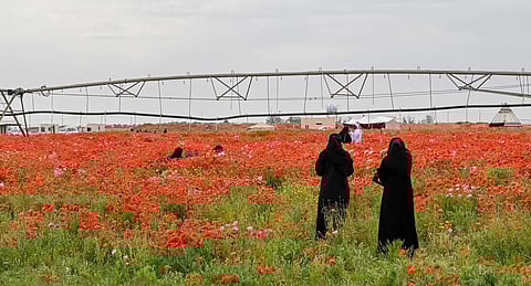 Desert Bloom at Hail's Al-Didhan Reserve Attracts Visitors