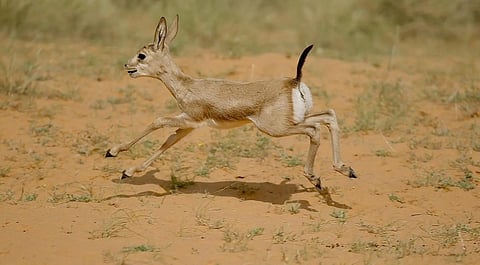 National Wildlife Center Announces Birth of Five Arabian Sand Gazelles
