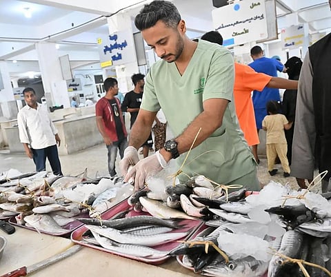 Jazan Fish Represent Daily Treasure Thriving during Al-Kannah Season
