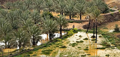 Light Rain, Gusty Winds Forecast for Madinah
