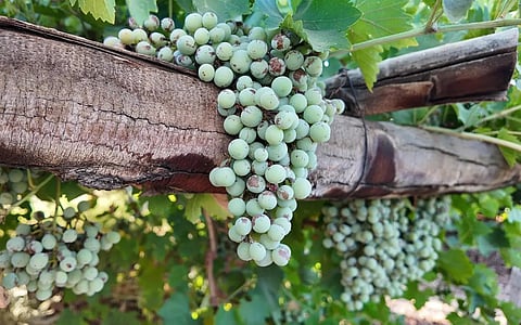 Grape Farms in AlUla: High-Quality Production Meets Market Demand