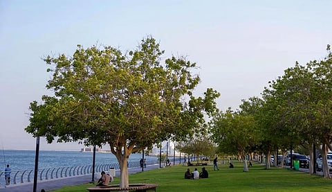 Al-Khobar to Digitize 100,000 Trees in First Smart Green City Project
