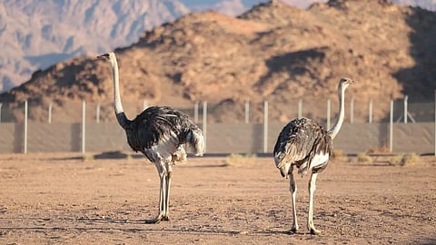 Prince Mohammed bin Salman Royal Reserve Reintroduces 'Camel Bird' After Absence of Almost 100 Years
