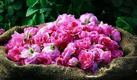 What Makes the Taif Rose Such a Precious Fragrance Product?