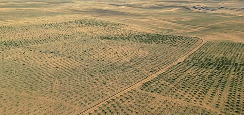 Saudi Arabia Transforms Environmental Landscape, Rehabilitates Vegetation