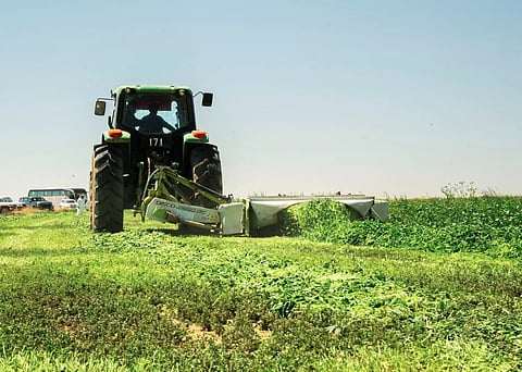 Estidamah Hosts Field Day in Al-Jouf to Boost Seasonal Fodder Productivity